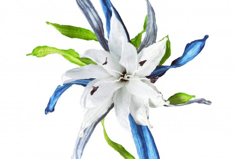 PaperPhine: Papierblume - Paperflower - Blume aus Papierschnur